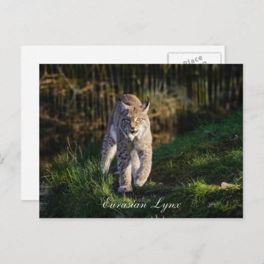 Eurasian Lynx Briefkaart (Voorkant / Achterkant)