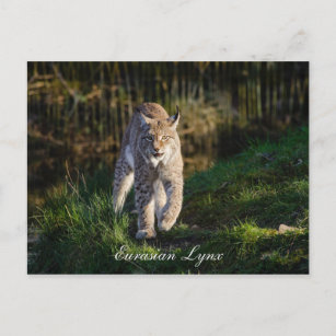 Eurasian Lynx Briefkaart
