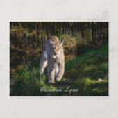 Eurasian Lynx Briefkaart (Voorkant)