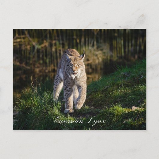Eurasian Lynx Briefkaart (Voorkant)