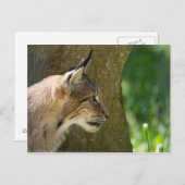 Eurasian Lynx Briefkaart (Voorkant / Achterkant)