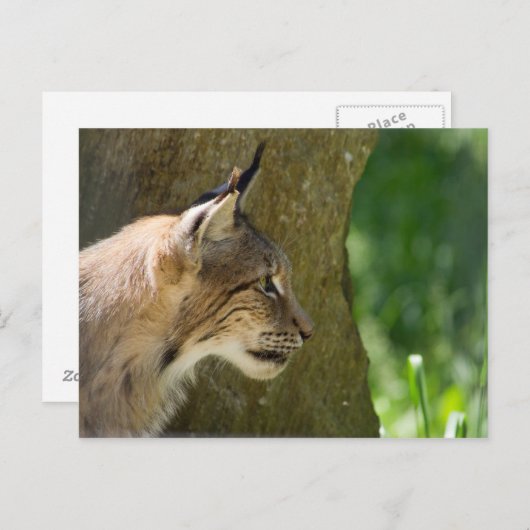 Eurasian Lynx Briefkaart (Voorkant / Achterkant)