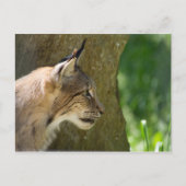Eurasian Lynx Briefkaart (Voorkant)
