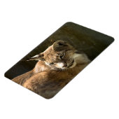 Eurasian Lynx Magneet (Linkerzijde)