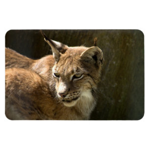 Eurasian Lynx Magneet
