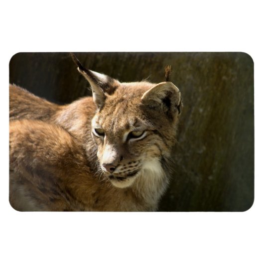 Eurasian Lynx Magneet (Horizontaal)