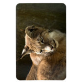 Eurasian Lynx Magneet (Verticaal)