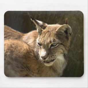 Eurasian Lynx Muismat