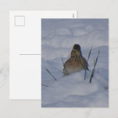 Eurasian Skylark Bird Close Up DIY Postcard Feestdagenkaart (Voorkant / Achterkant)