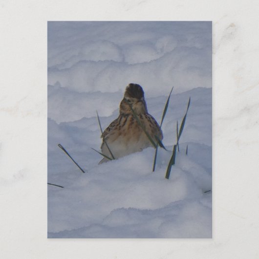 Eurasian Skylark Bird Close Up DIY Postcard Feestdagenkaart (Voorkant)