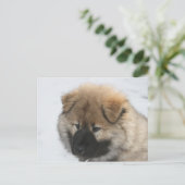 Eurasier Puppy Briefkaart (Staand voorkant)