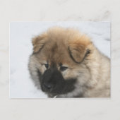 Eurasier Puppy Briefkaart (Voorkant)