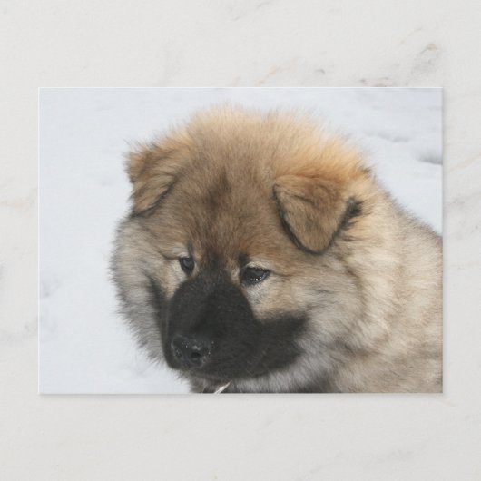 Eurasier Puppy Briefkaart (Voorkant)