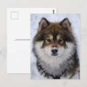Eurasier, wenskaart van honden briefkaart (Voorkant / Achterkant)