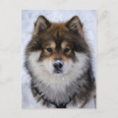 Eurasier, wenskaart van honden briefkaart (Voorkant)