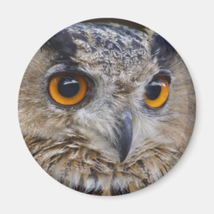 Euraziatische adelaarsvogel magneet
