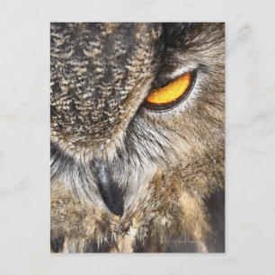 Euraziatische arend (Bubo bubo) Briefkaart