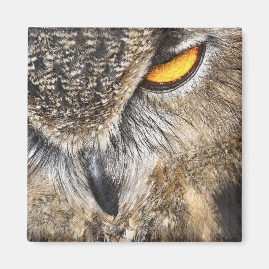 Euraziatische arend (Bubo bubo) Magneet (Voorkant)