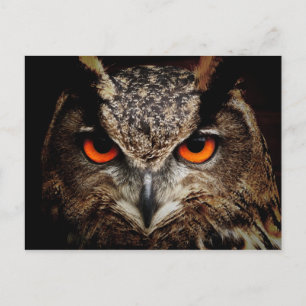 Euraziatische arend-owl briefkaart