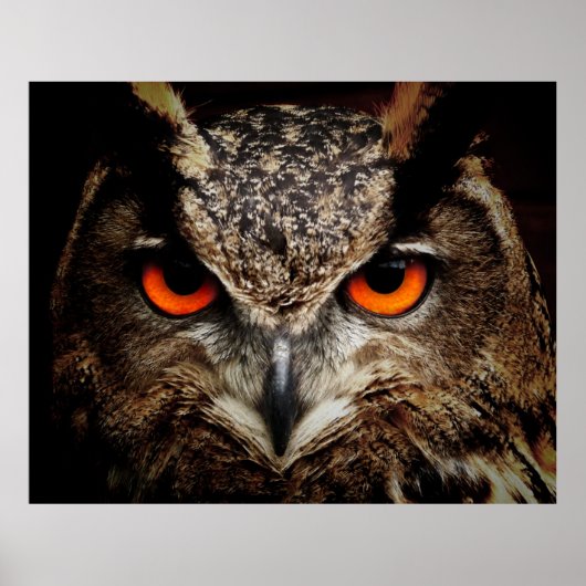 Euraziatische arend-owl poster (Voorkant)