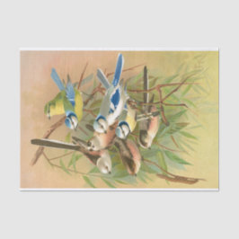 Euraziatische blauwe stit en langststaartstit, ont tissuepapier