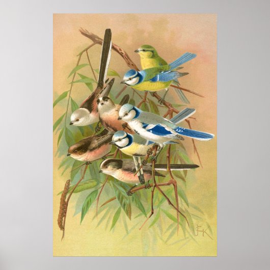 Euraziatische blauwmees - langstaartmees,  poster (Voorkant)