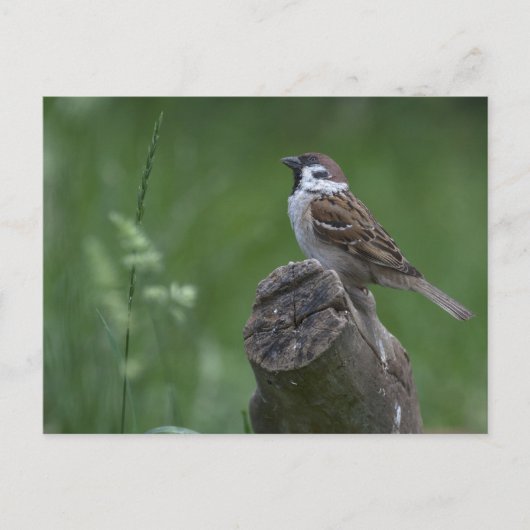 Euraziatische boomgaard briefkaart (Voorkant)