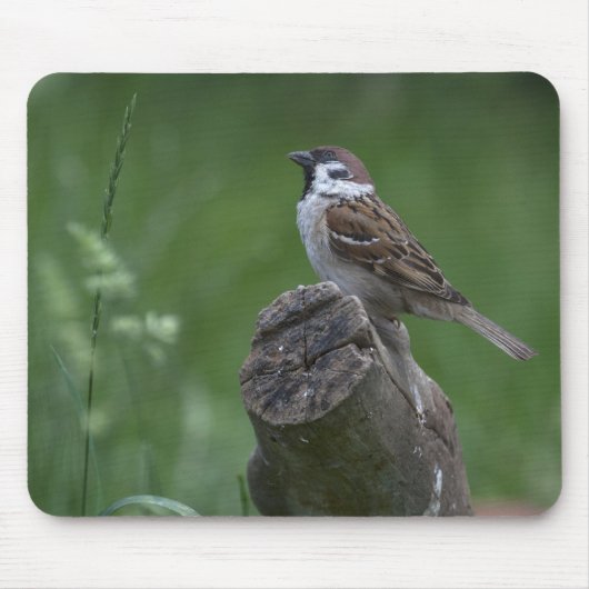 Euraziatische boomgaard muismat (Voorkant)