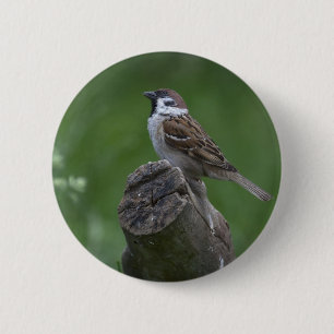 Euraziatische boomgaard ronde button 5,7 cm