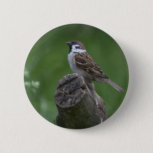 Euraziatische boomgaard ronde button 5,7 cm (Voorkant)