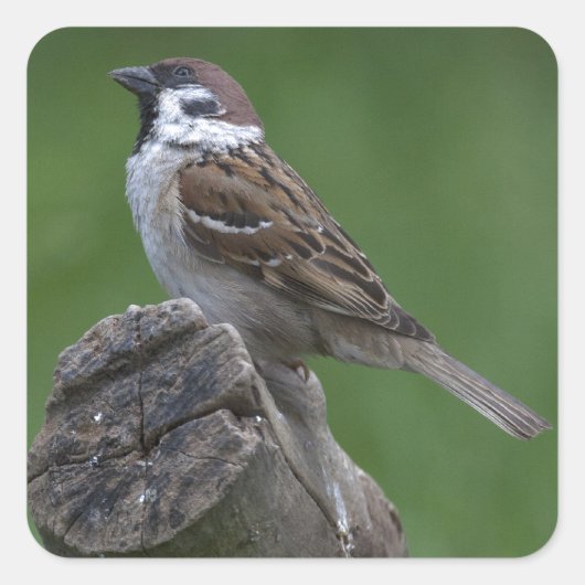 Euraziatische boomgaard vierkante sticker (Voorkant)
