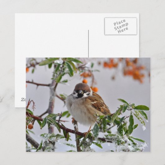Euraziatische boomSparrow in de winter Briefkaart (Voorkant / Achterkant)