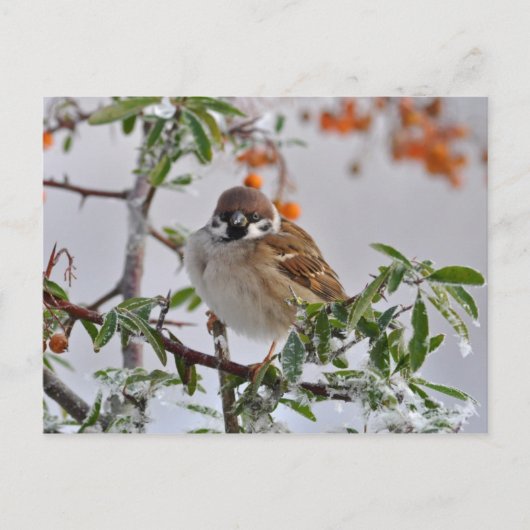 Euraziatische boomSparrow in de winter Briefkaart (Voorkant)