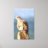Euraziatische Collared Dove Wildlife Art Canvas Afdruk (Voorkant)