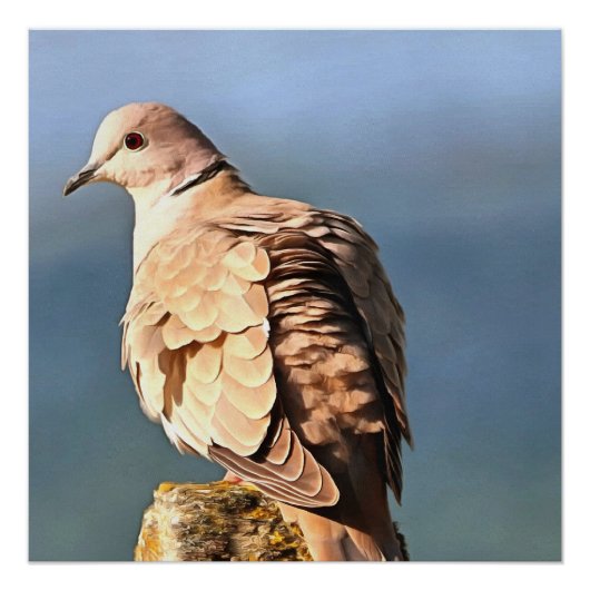 Euraziatische Collared Dove Wildlife Art Perfect Poster (Voorkant)