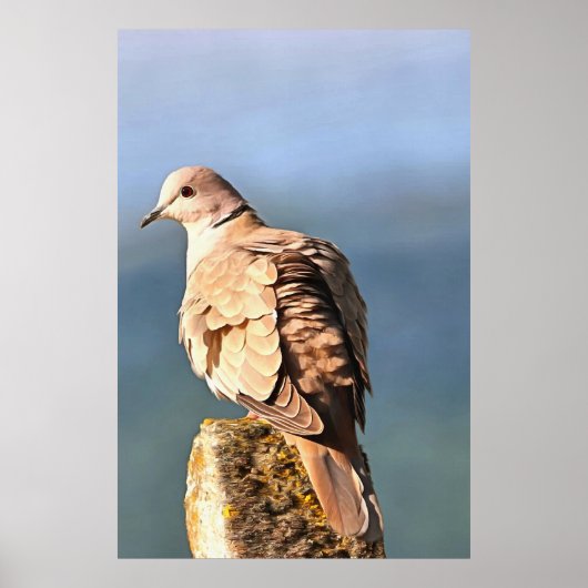 Euraziatische Collared Dove Wildlife Art Poster (Voorkant)