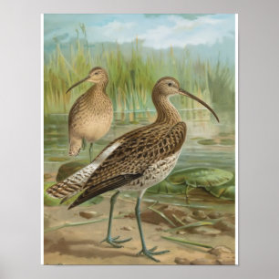 Euraziatische Curlew  vogelillustratie Poster