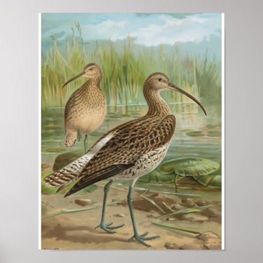 Euraziatische Curlew  vogelillustratie Poster (Voorkant)