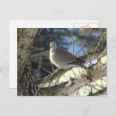 Euraziatische duif op esdoornboom briefkaart (Voorkant / Achterkant)