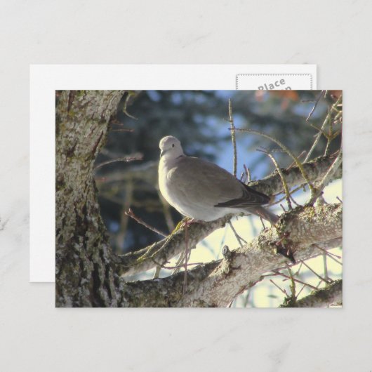 Euraziatische duif op esdoornboom briefkaart (Voorkant / Achterkant)