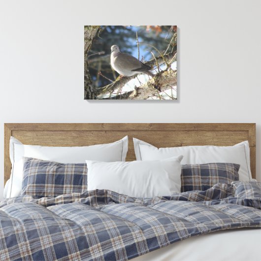 Euraziatische duif op winteresdoorn canvas afdruk (Insitu (Slaapkamer))