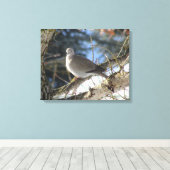 Euraziatische duif op winteresdoorn canvas afdruk (Insitu (Houten vloer))