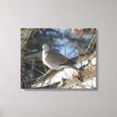 Euraziatische duif op winteresdoorn canvas afdruk (Voorkant)