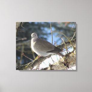 Euraziatische duif op winteresdoorn canvas afdruk