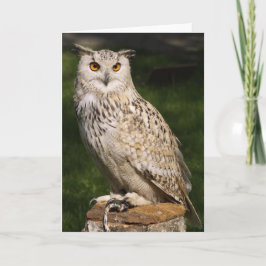 Euraziatische Eagle Owl Kaart