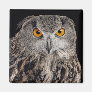 Euraziatische Eagle Owl Magnet