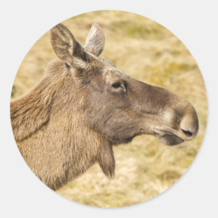 Euraziatische elk ronde sticker