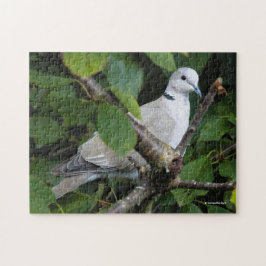 Euraziatische gekleurde duif op de Cherry-boom Legpuzzel