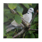 Euraziatische gekleurde duif op de Cherry-boom Tegeltje (Voorkant)