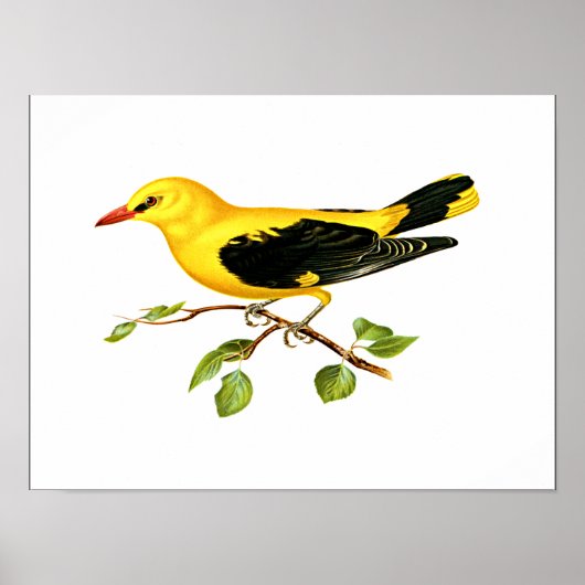 Euraziatische Golden Oriole Poster (Voorkant)